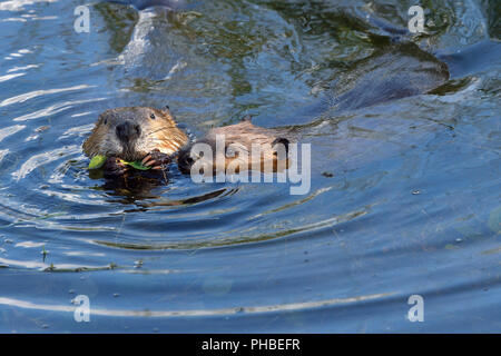 Due castori adulti 'Castor canadensis'; nuotare fianco a fianco nelle acque del loro laghetto castoro nella campagna Alberta Canada Foto Stock