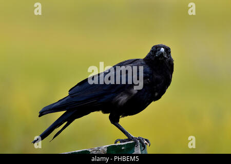 Un corvo comune (Corvus brachyrhynchos) appollaiato su un pezzo di railling guardare avanti Foto Stock