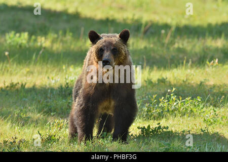 Un'immagine orizzontale di un adolescente di sesso femminile orso grizzly (Ursus arctos); a camminare in avanti nelle zone rurali di Alberta in Canada Foto Stock