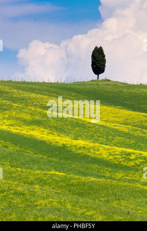 Campi verdi, cipressi e cielo blu in Val d'Orcia, Sito Patrimonio Mondiale dell'UNESCO, Toscana, Italia, Europa Foto Stock