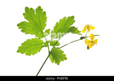 Maggiore celandine (Chelidonium majus) Foto Stock