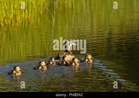 Una madre Blu-winged Teal anatra (Anas discors), nuotare lontano con la sua covata di giovani anatroccoli al beaver boardwalk a Hinton Alberta Canada. Foto Stock