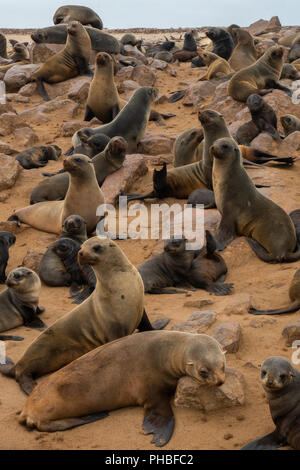 Avviso di guarnizioni di tenuta in corrispondenza di uno dei più grandi del mondo di colonie di Cape le foche (Arctocephalus pusillus), costa atlantica, Cape Cross, Namibia, Africa Foto Stock