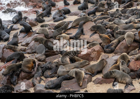 Guarnizioni slumber in corrispondenza di uno dei più grandi del mondo di colonie di Cape le foche (Arctocephalus pusillus), costa atlantica, Cape Cross, Namibia, Africa Foto Stock