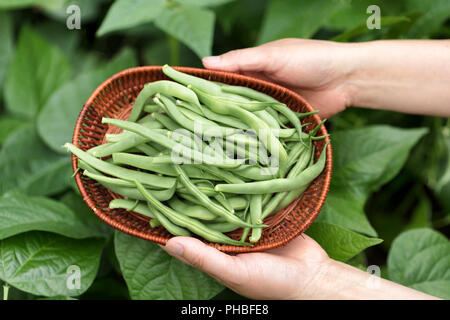 Mani che tengono il cestino di fagioli verdi appena raccolti Foto Stock