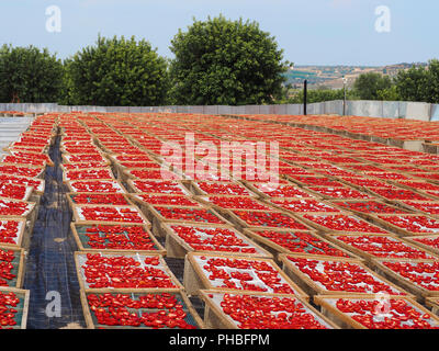 La realizzazione di "Pummaroru Siccu", tradizionale pomodoro essiccato molto popolari e tradizionali in Sicilia e in Italia. Foto Stock