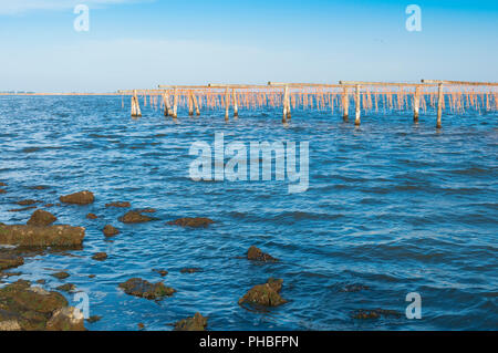 Vista della coltivazione di mitili sistem a La Laguna di Scardovari, Po estuario del fiume, Rovigo, Veneto, Italia Foto Stock