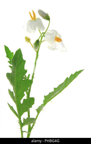 Solanum sisymbriifolium (litchi pomodoro, vila-vila, sticky nightshade) Foto Stock