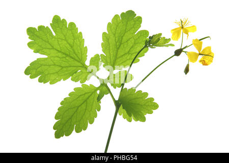 Maggiore celandine (Chelidonium majus) Foto Stock