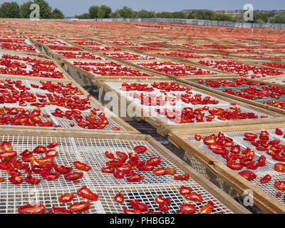 La realizzazione di "Pummaroru Siccu", tradizionale pomodoro essiccato molto popolari e tradizionali in Sicilia e in Italia. Foto Stock
