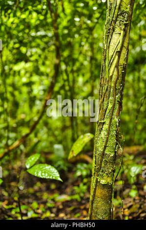 Bosque del Cabo rain forest, Costa Rica Foto Stock