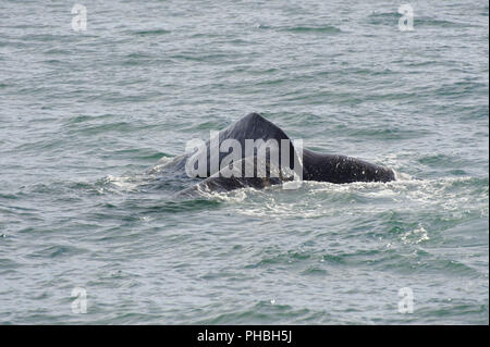 Sperma balena immersioni subacquee Foto Stock