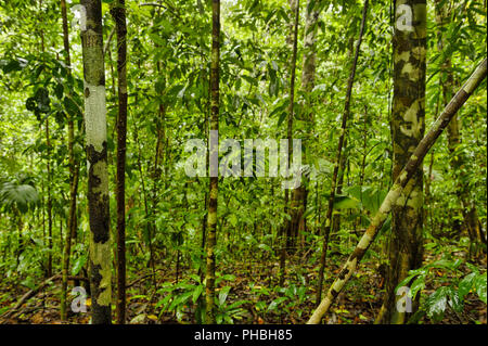 Bosque del Cabo rain forest, Costa Rica Foto Stock