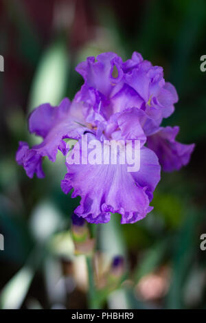 Vicino la foto di un fiore di iris, presi in Lancaster, Massachusetts. Foto Stock