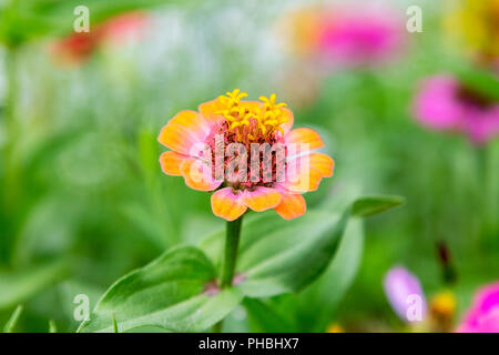 Chiudere da un zinnia in un aiuola di fiori Foto Stock