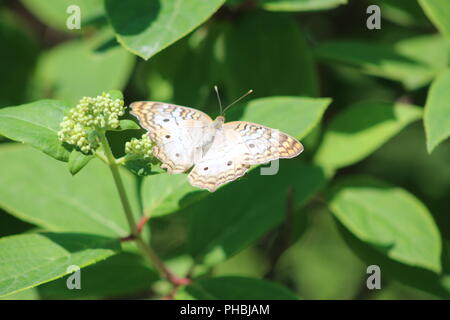 White farfalla pavone in appoggio tra le foglie Foto Stock