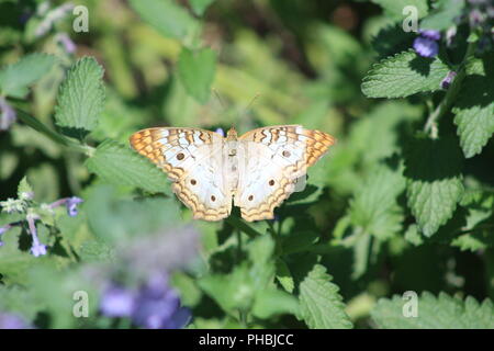 White farfalla pavone Appollaiato tra foglie Foto Stock