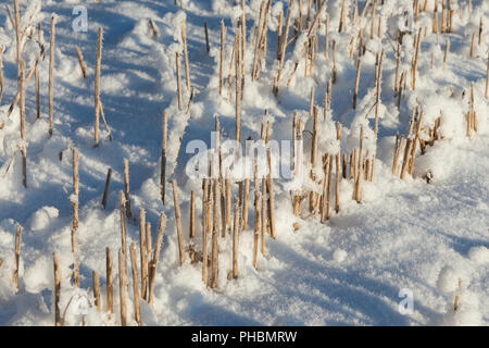 Campo agricolo in inverno, stoppia dal raccolto frumento raccolto coperte di neve durante le gelate, primo piano Foto Stock