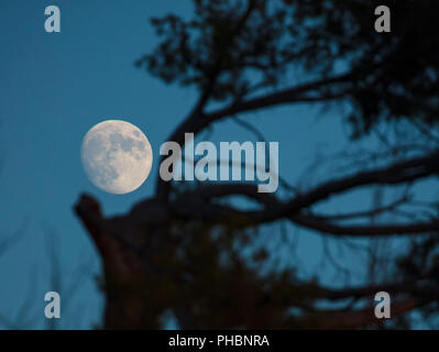 Luna durante il giorno Foto Stock