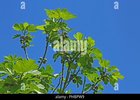 Fig Tree (Ficus carica) Foto Stock