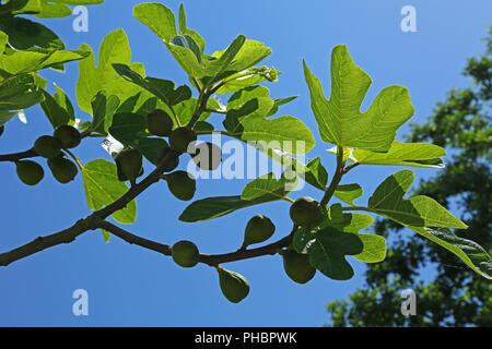 Fig Tree (Ficus carica) Foto Stock