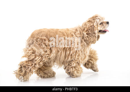 American Cocker Spaniel Foto Stock