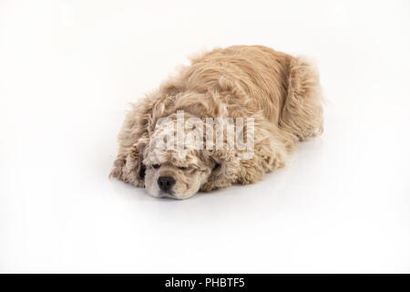 American Cocker Spaniel Foto Stock