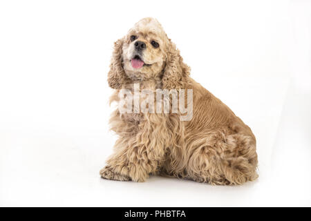 American Cocker Spaniel Foto Stock