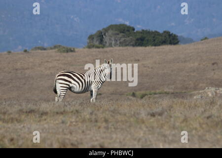 Zebra su una collina Foto Stock