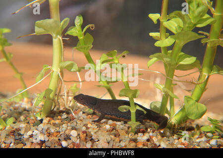 Femmina di tritone alpino con spawn, Triturus alpestris Foto Stock