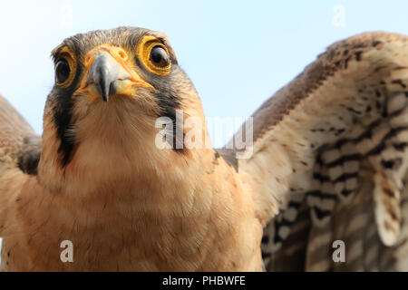 Lanner falcon, Falco biarmicus Foto Stock