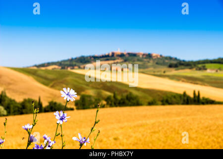 Strada e cipressi su una collina nei pressi di Pienza in Toscana, Italia Foto Stock