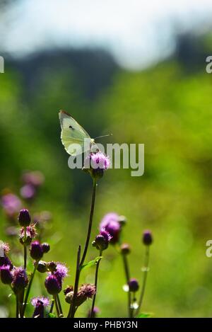 Pieris Foto Stock