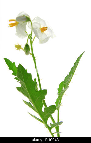 Solanum sisymbriifolium (litchi pomodoro, vila-vila, sticky nightshade) Foto Stock