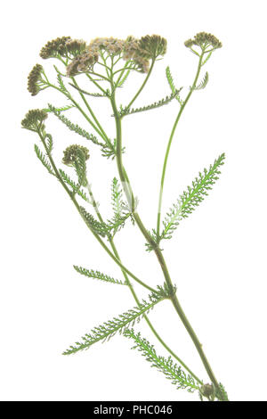 Yarrow comune (Achillea millefolium) Foto Stock