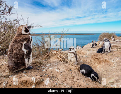 I pinguini di Magellano (Spheniscus magellanicus) in Caleta Valdes, Penisola di Valdes, Chubut Provincia, Patagonia, Argentina, Sud America Foto Stock