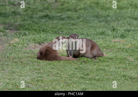 Coppia di lontre, Lutra lutra. Molla. Regno Unito Foto Stock