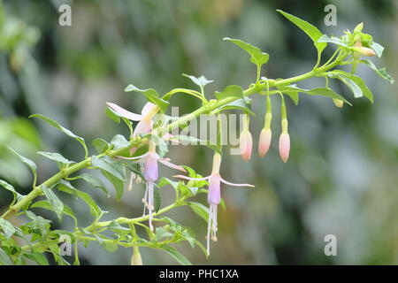 Neonato rosa fucsia fioritura verso la fine di agosto Foto Stock