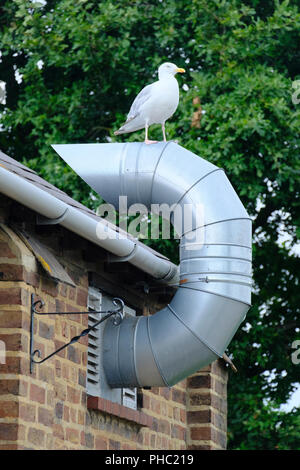 Aringhe adulte Gull permanente sulla sommità del grande esterno condotto aria Foto Stock