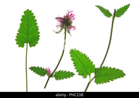 Viola betony, hedgenettle comune (Betonica officinalis, Stachys officinalis) Foto Stock