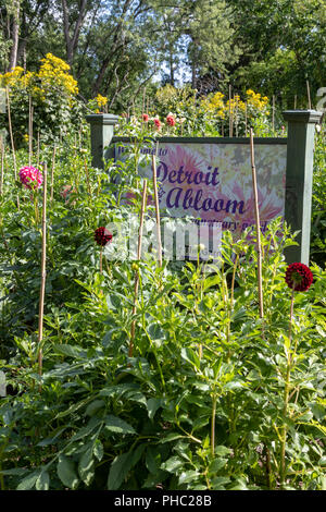 Detroit, Michigan - Detroit Abloom, un'organizzazione no-profit di fiori da taglio farm creato sul terreno vacante nel quartiere Jefferson-Chalmers. La città ha più di Foto Stock