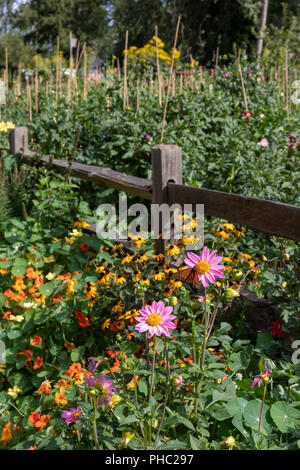 Detroit, Michigan - Detroit Abloom, un'organizzazione no-profit di fiori da taglio farm creato sul terreno vacante nel quartiere Jefferson-Chalmers. La città ha più di Foto Stock