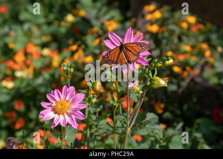 Detroit, Michigan - Detroit Abloom, un'organizzazione no-profit di fiori da taglio farm creato sul terreno vacante nel quartiere Jefferson-Chalmers. La città ha più di Foto Stock