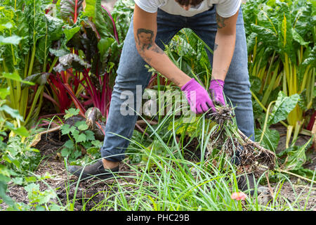 Detroit, Michigan - un volontario tira le erbacce a Detroit Abloom, un'organizzazione no-profit di fiori da taglio farm creato sul terreno vacante nel Jefferson-Chalmers neighborho Foto Stock