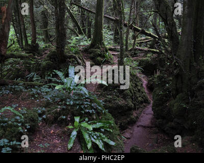 Paesaggi di bosco di Puzzlewood Foto Stock