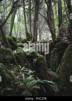 Paesaggi di bosco di Puzzlewood Foto Stock