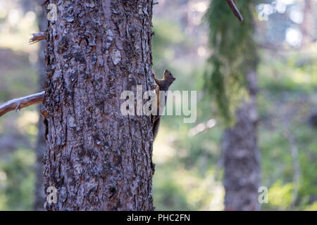 Una femmina di scoiattolo di Douglas difende il suo territorio alta in Oregon Coast range. Foto Stock