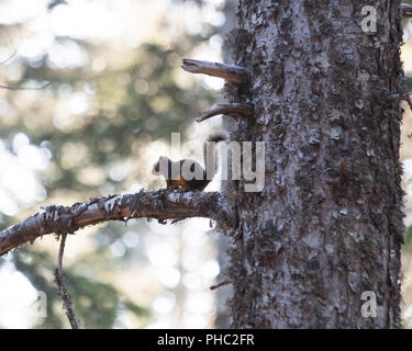 Una femmina di scoiattolo di Douglas difende il suo territorio alta in Oregon Coast range. Foto Stock