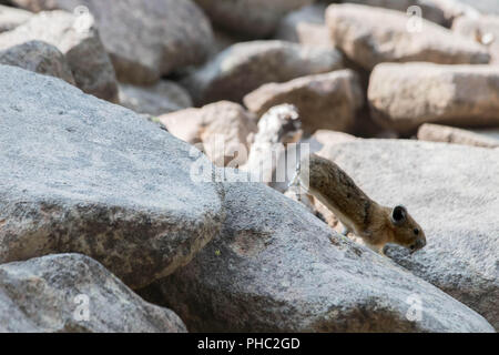 Un piccolo American pika corre lungo un pendio roccioso. Foto Stock