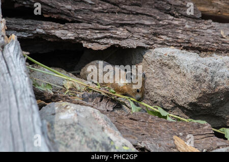 Un giovane americano pika mantiene un occhio per i predatori su un pendio roccioso. Foto Stock